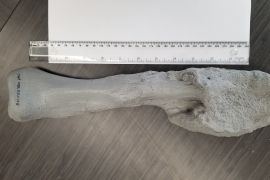 الدراسة الكندية تكشف عن حالة سرطان في عظام ديناصور