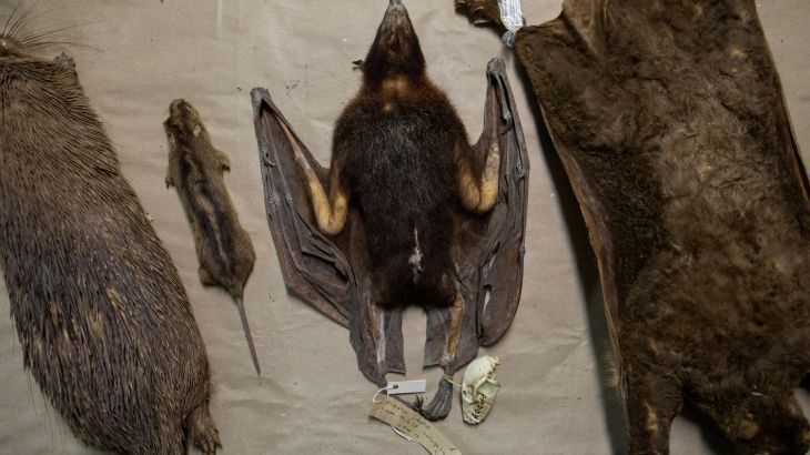 ارتبطت الخفافيش بمنشأ فيروس كورونا