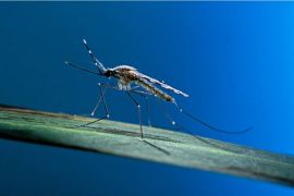 ينقل البعوض عددًا من الفيروسات المُعدية من بينها الملاريا وحمّى الضنك (غيتي)