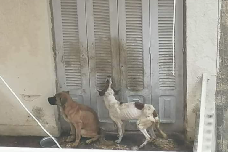 الكلبان في حالة مزرية قبل إنقاذهما