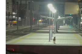الكلب ينتظر صديقه في محطة القطار (وسائل التواصل)