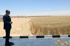 السيسي يرى أن زراعة محاصيل أكثر ربحية من القمح قد يكون خيارًا أفضل (رويترز)